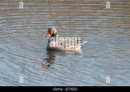 Graugans im Wasser Stockfoto