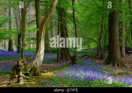 Die Bluebells in Wintergreen Wood, Knebworth Park Stockfoto