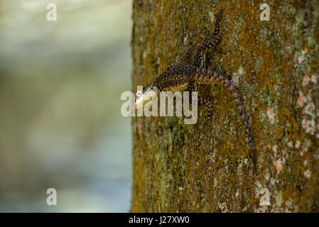 Amazonas-Lavaeidechse (tropidurus torquatus) auf einem Baum Stockfoto