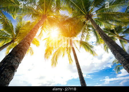 Niedrige Engel Blick auf Palmen über schönen sonnigen Himmel Stockfoto