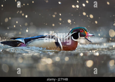 Eine männliche Brautente ruft mit seinem Schnabel zu öffnen als ein Spritzer Wasser, die Tropfen in der Morgensonne um ihn herum Leuchten wie er auf einem Bach schwimmt. Stockfoto