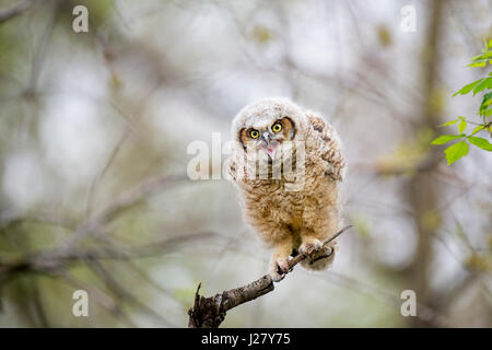 Eine junge großen gehörnten Owlet ruft während auf einer offenen Abzweig in das weiche Morgenlicht thront. Stockfoto