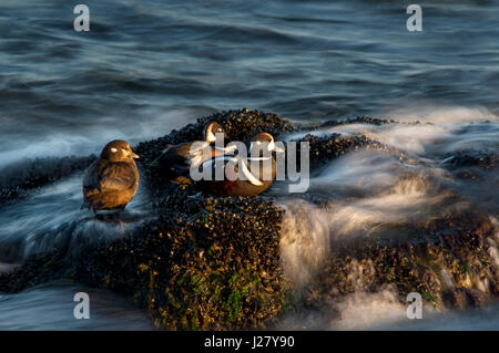Ein Trio von Harlekin-Enten Rest auf Felsen bedeckt mit Muscheln mit den Wellen des Ozeans wie die ersten Strahlen der Sonne auf sie um sie herum wirbeln. Stockfoto
