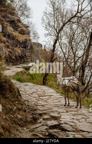 Ein Esel (Teil einer Karawane verwendet, um waren zu transportieren) geht auf einen gepflasterten Bergpfad direkt vor dem Dorf Ghandruk. Annapurna Region, Nepal. Stockfoto