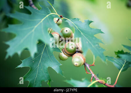 Junge grüne Eicheln an einem Baum im Sommer, Eiche closeup Stockfoto