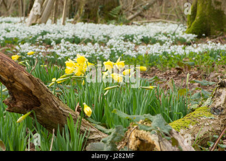 Wilde Schneeglöckchen und Narzissen in Hasel Niederwald Wald, Sussex, UK. Februar Stockfoto