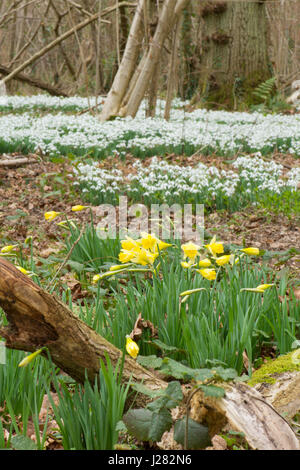 Wilde Schneeglöckchen und Narzissen in Hasel Niederwald Wald, Sussex, UK. Februar Stockfoto
