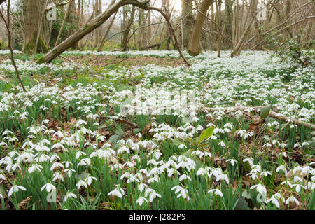 Schneeglöckchen, Galanthus Nivalis, wild im Wald in Sussex, UK. Februar. Stockfoto