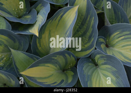 Hosta-Blätter mit Regentropfen Stockfoto