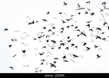 Digitalen zusammengesetztes Bild von Silhouette Vögel fliegen mit Schatten auf weißem Hintergrund Stockfoto