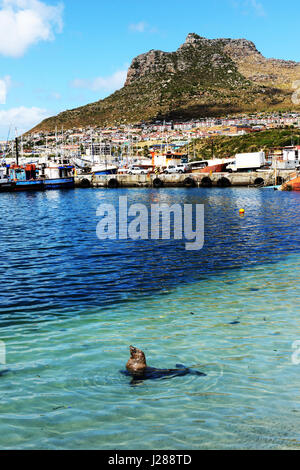 Robben schwimmen von der Anlegestelle in Hout Bay, Kapstadt, Südafrika. Stockfoto