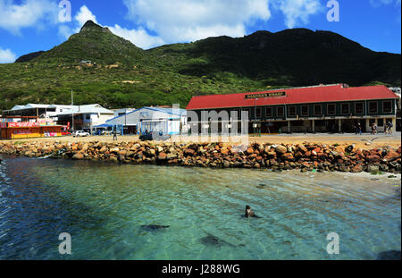 Robben schwimmen von der Anlegestelle in Hout Bay, Kapstadt, Südafrika. Stockfoto