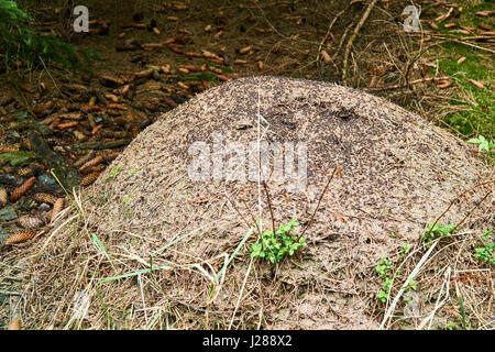 Nahaufnahme des großen Ameisenhaufen im Wald. Stockfoto