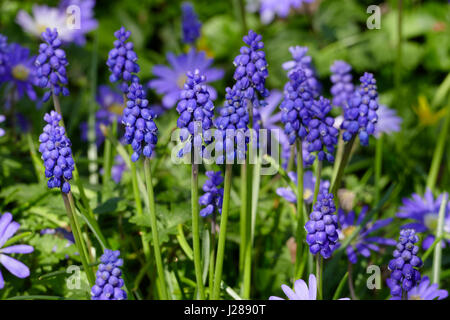 Traubenhyazinthen (Muscari Armeniacum) im Garten (Potager de Suzanne, Le Pas, Mayenne, Pays De La Loire, Frankreich). Stockfoto