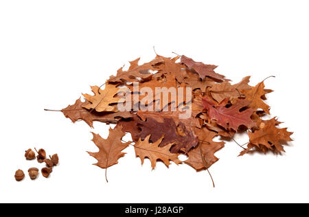 Autumnal getrocknete Blätter von Eichen und Eicheln. Isoliert auf weißem Hintergrund. Stockfoto
