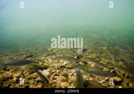 Schwarm von Roach & Dace Stockfoto