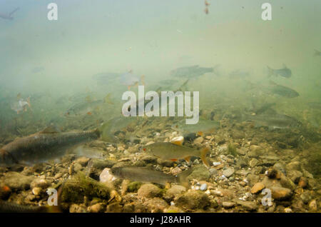 Schwarm von Roach & Dace Stockfoto