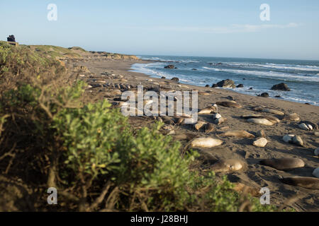 See-Elefanten am Strand von Piedras Blancas in Big Sur Stockfoto