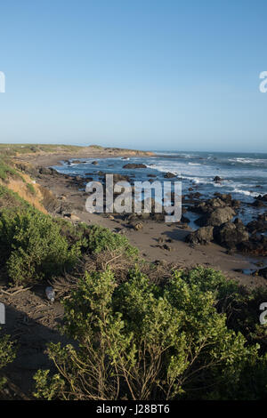 See-Elefanten am Strand von Piedras Blancas in Big Sur Stockfoto