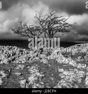 Kalkstein Pflaster und einsamer Weißdorn Baum am Twisleton Narbe, in der Nähe von Ingleton, Ribblesdale, Yorkshire Dales, UK Stockfoto