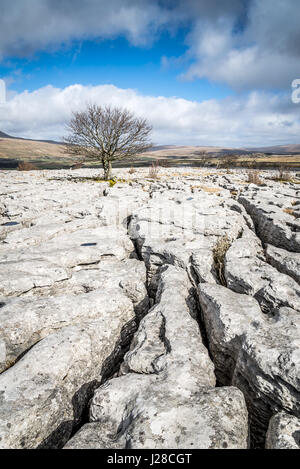 Kalkstein Pflaster und einsamer Weißdorn Baum am Twisleton Narbe, in der Nähe von Ingleton, Ribblesdale, Yorkshire Dales, UK Stockfoto