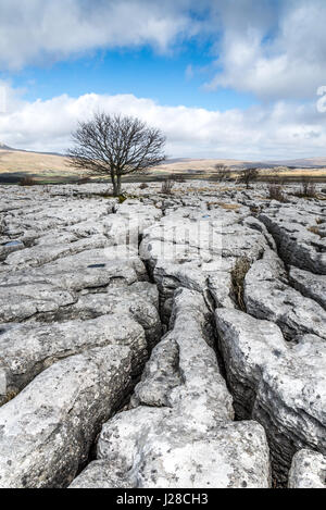 Kalkstein Pflaster und einsamer Weißdorn Baum am Twisleton Narbe, in der Nähe von Ingleton, Ribblesdale, Yorkshire Dales, UK Stockfoto