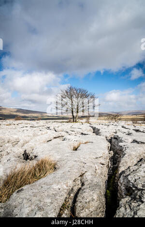 Kalkstein Pflaster und einsamer Weißdorn Baum am Twisleton Narbe, in der Nähe von Ingleton, Ribblesdale, Yorkshire Dales, UK Stockfoto