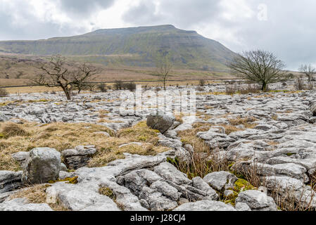 Kalkstein Pflaster und Weißdorn Bäume am Twisleton Narbe, mit Ingleborough in der Ferne in der Nähe von Ingleton, Ribblesdale, Yorkshire Dales, UK Stockfoto