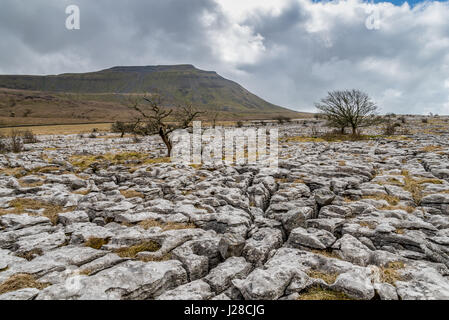 Kalkstein Pflaster und Weißdorn Bäume am Twisleton Narbe, mit Ingleborough in der Ferne in der Nähe von Ingleton, Ribblesdale, Yorkshire Dales, UK Stockfoto