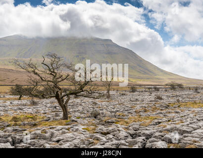 Kalkstein Pflaster und Weißdorn Bäume am Twisleton Narbe, mit Ingleborough in der Ferne in der Nähe von Ingleton, Ribblesdale, Yorkshire Dales, UK Stockfoto