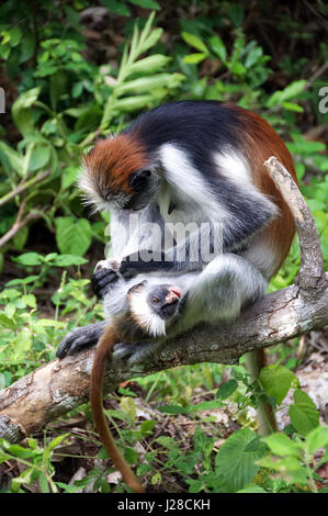 Roter Affe und Welpen - Jozani Forest National Park - Zanzibar - Tansania Stockfoto