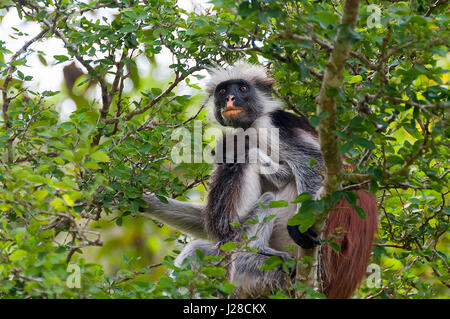 Roter Affe und Welpen - Jozani Forest National Park - Zanzibar - Tansania Stockfoto