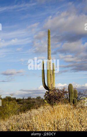 Arizona Morgen Blick auf stattliche Saguaro, Cholla Cactus und blauem Himmel in Tucson.  Lage ist Saguaro National Park East Division im Mai. Stockfoto