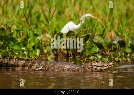 Alligator in Três Irmãos River, Pantanal von Mato Grosso, Brasilien Stockfoto