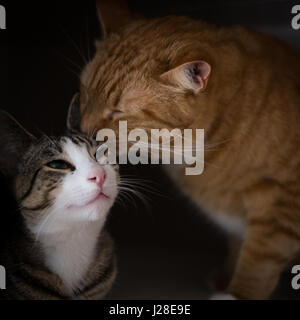 Die Bruderschaft der zwei Katzen Stockfoto