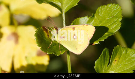 Lemon Emigrant Schmetterling in der Natur Stockfoto