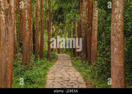 Mi Sohn Tempel, Vietnam Stockfoto