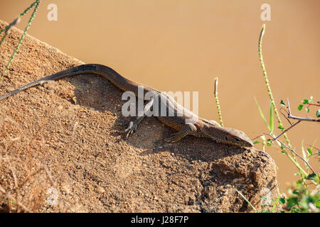 Sri Lanka, Süd-Provinz, Tissamaharama, Yala-Nationalpark, Eidechse Stockfoto