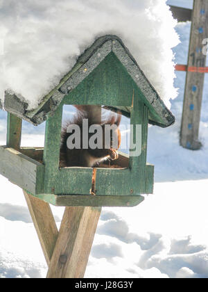 Deutschland, Niedersachsen, Harz, Eichhörnchen im Vogelhaus mit Schnee im Harz in der Nähe von Kühnenburg Stockfoto