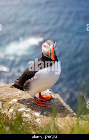 Papageitaucher auf Steilküste Látrabjarg in den Westfjorden Islands Stockfoto