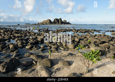 "Adoptieren ein Mangroven-Website-Projekt" in Brgy. Zabali, Baler, Aurora. Stockfoto