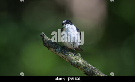 Männliche Trauerschnäpper (Ficedula Hypoleuca) hocken auf einem Zweig Stockfoto