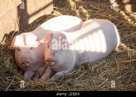 Porträt von zwei Hausschweine suchen durch einen Zaun Stockfoto