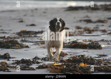 Braune & weißen English Springer Spaniel Creggy kreuzt einen Strand in der Nähe von Millisle Co Down N Irland Großbritannien nach der Genesung eines geworfenen Balls Stockfoto