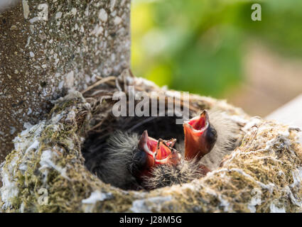 Turdus-Merula-Vögel. Vögel im Nest auf einem Baum. Gemeines Blackbird-Nest mit jungen Vögeln Stockfoto