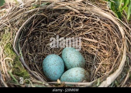 Gemeinsames Blackbird-Gelege mit Eiern. Turdus merula nisten Stockfoto