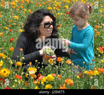 Ein kleines Mädchen und ihre Mutter in einem Feld von Blumen. Stockfoto