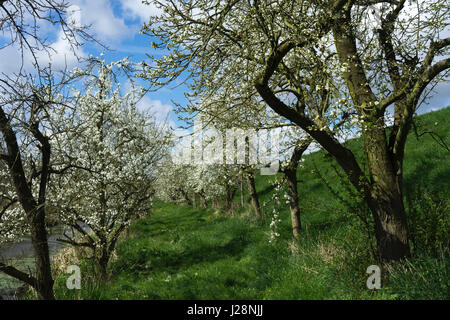 Blühende Kirschbäume an einem kleinen Bach in Altes Land, Deutschland, die größte zusammenhängende Obst-produzierenden Region in Mitteleuropa Stockfoto