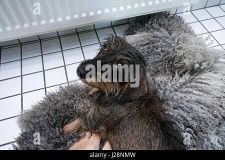 Einen niedlichen kleinen Dackel Welpen als eine flauschige Wärmflasche Stockfoto