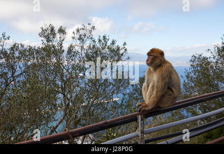 Gibraltar, Affenfelsen, ein Berber-Affe sitzt auf einem Geländer und blickt auf das Meer von Gibraltar, Stockfoto
